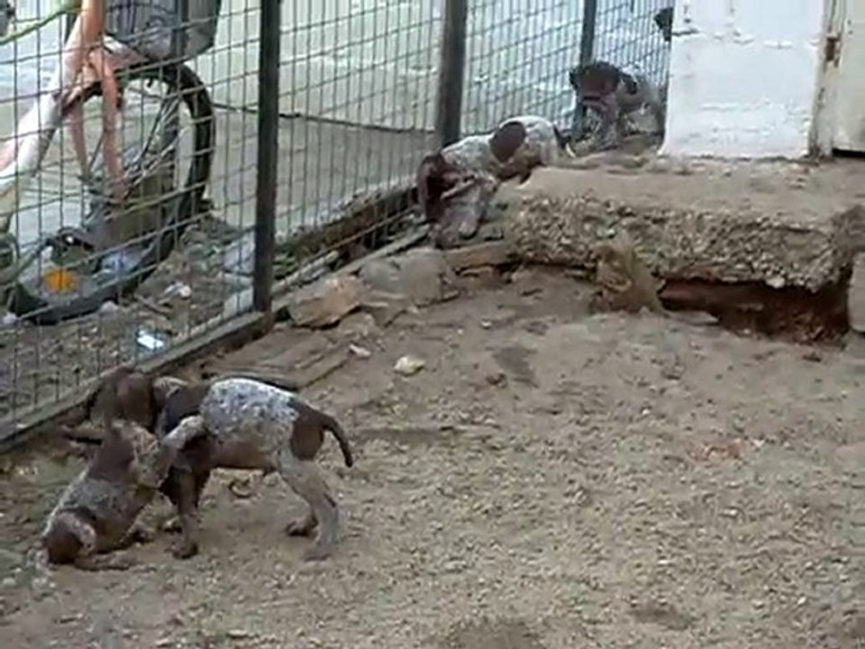 08.10.2010 Şans & Yavrular - 2