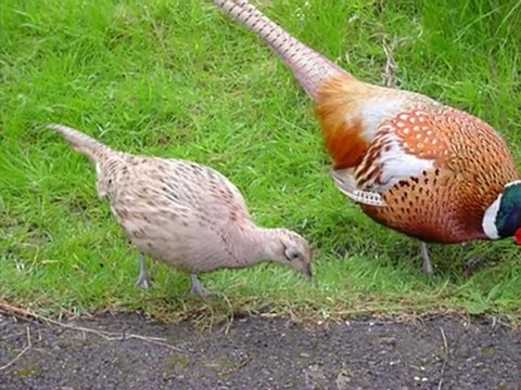 ABBAS TURAN - DUYMADIN