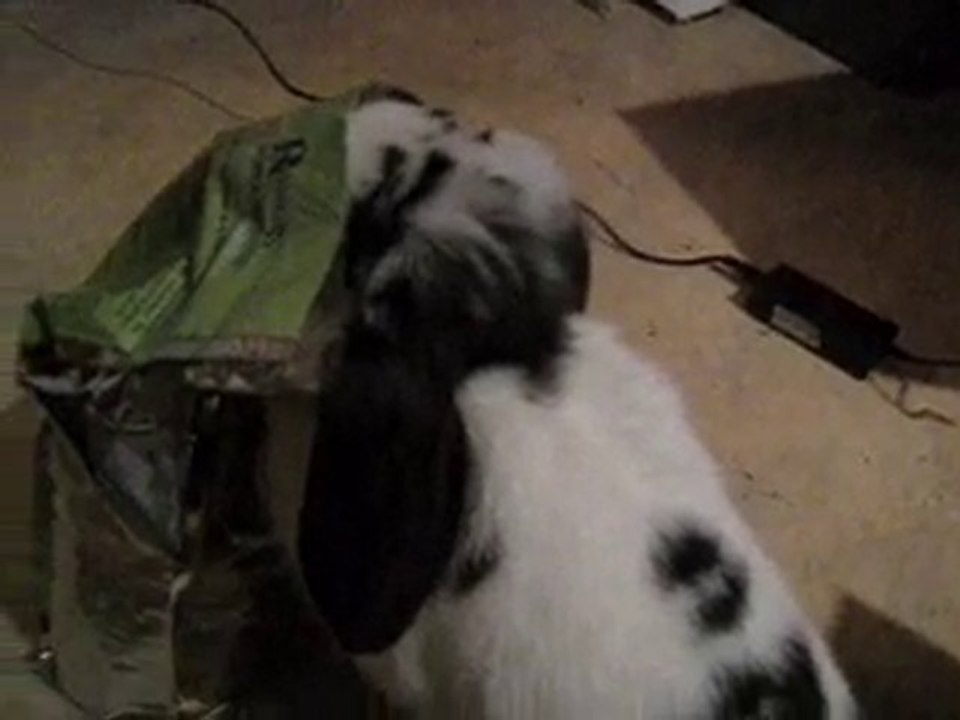 clochette acrros à ses croquettes