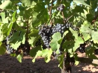 La viticulture bio en dracénie