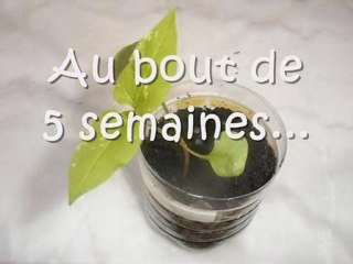 Comment faire pousser des belles de nuit ?