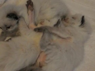 les Filous à 3 semaines