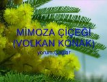 Volkan Konak-Mimoza Çiçeği. by_JoKerR
