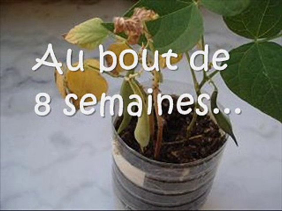 Comment faire pousser des Haricots verts dans bouteille ?