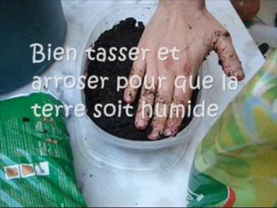 Comment faire pousser des Haricots verts dans un pot ?