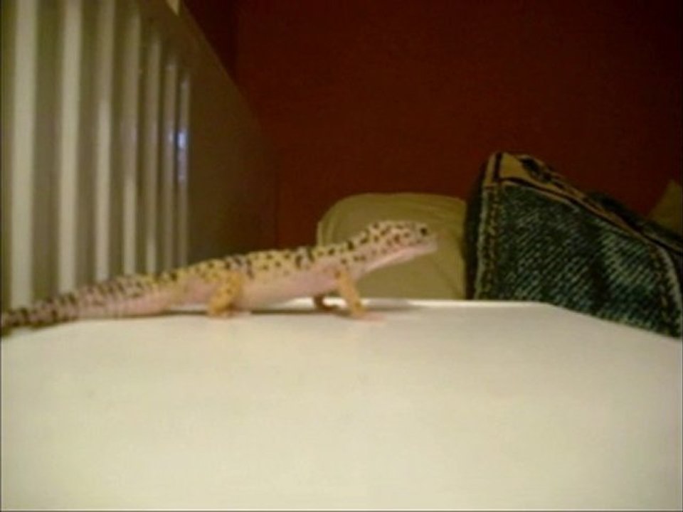 MY Sweet Gecko! [HD]