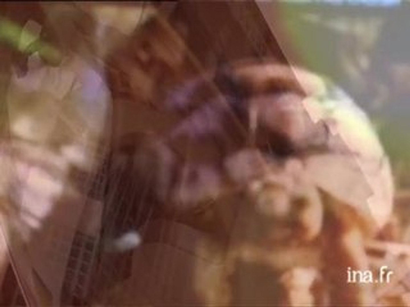 La Valse Lente Des Tortues Film Streaming Vf Katherine Pancol : La valse lente des tortues - Vidéo Dailymotion