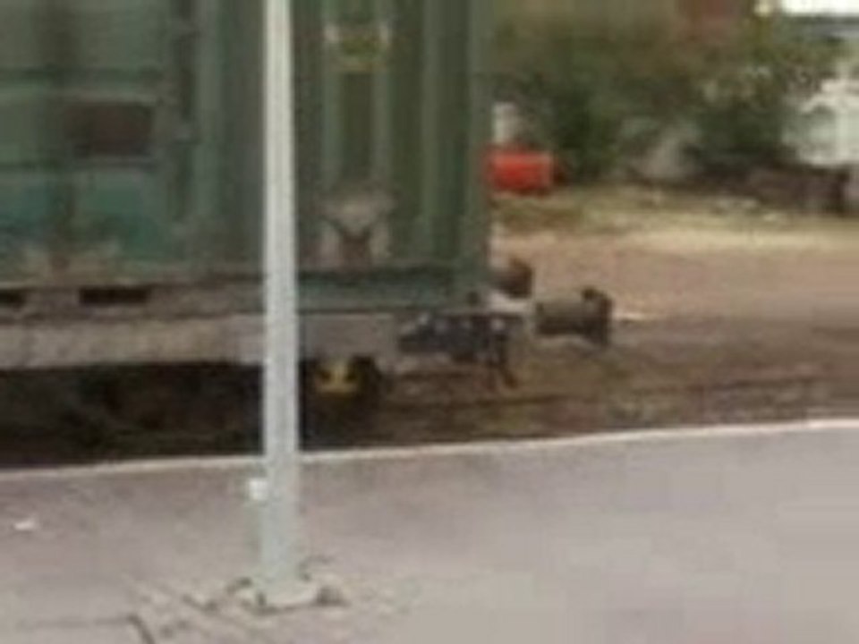 train sncft (marchandise)  a la gare de mahdia