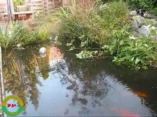 Harry en Erna koi vijver