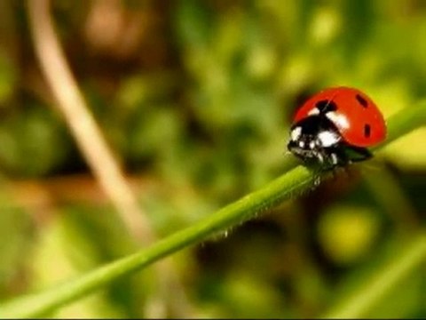 NUŠA DERENDA vzemi me veter