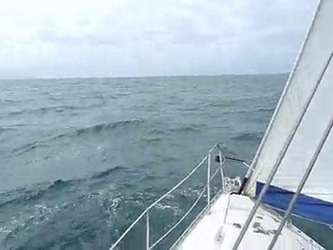 Fleur de passion 2010 les dauphins normands lui disent bonjour