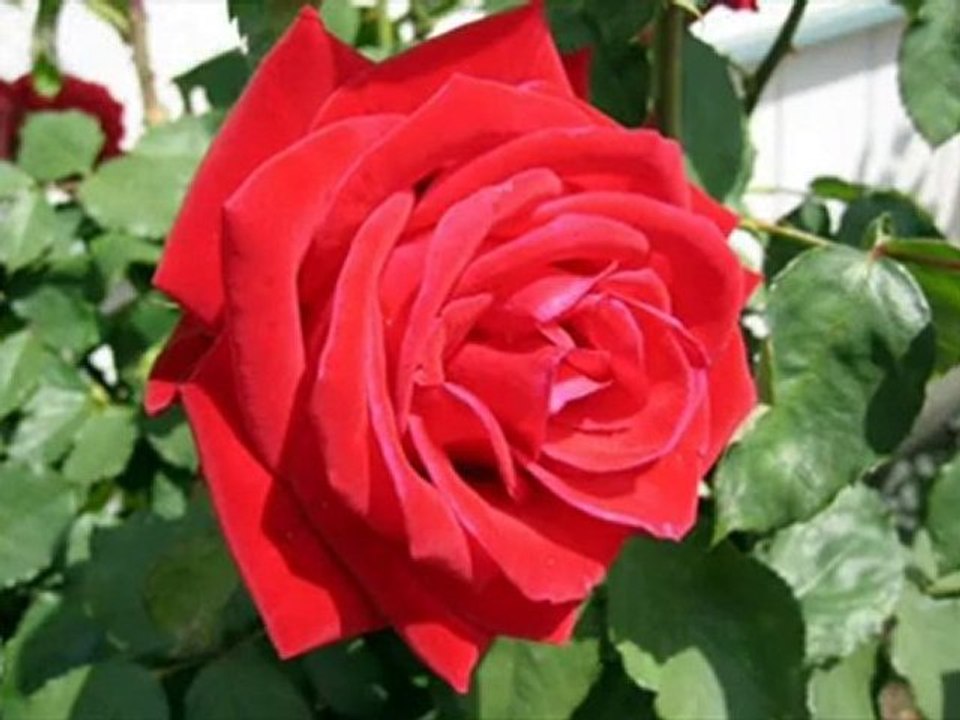 Kasım hoca aşk ile geldim sana ( Kaside Muhabbet ) Haznevi.