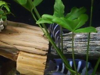 Karma tanganyika