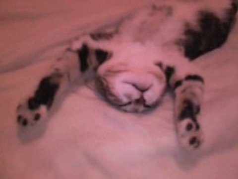 Mon chat qui fait le mort mdr!!