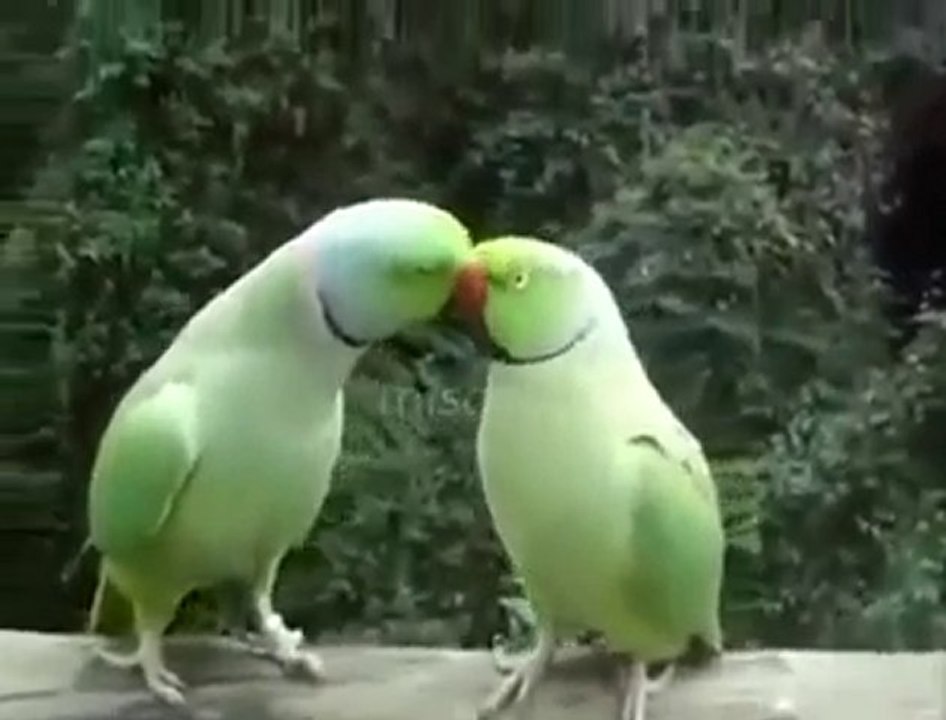 Muhabbet epey koyu xD  ▬   [ İZLE TAVSİYE ]