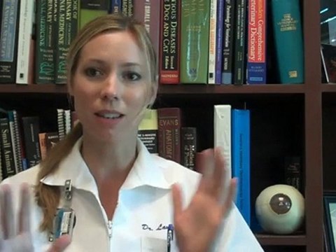 Pet Microchip Identification ID Mt Pleasant SC 29464