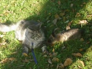 Entente chat (Maincoon) et lapin nain