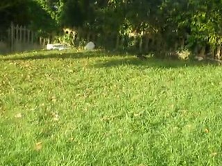 lapin nain en liberté dans le jardin