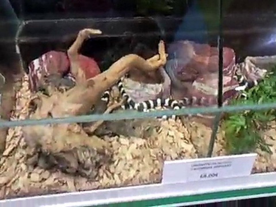 Vidéo0013