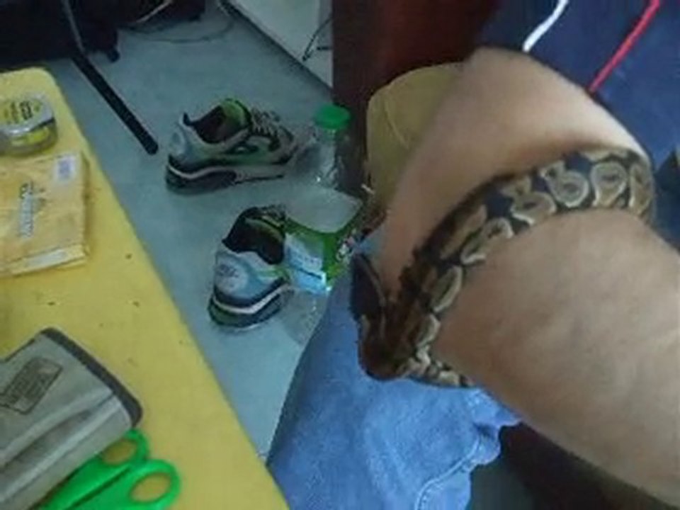 mon python qui se balade sur mon bras