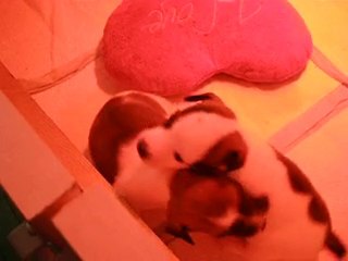 attention vidéo très violente !! mdr !!!!!