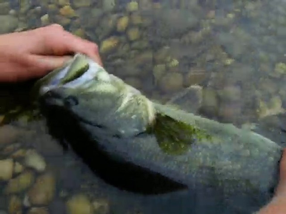 2.bass 43cm
