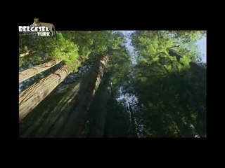 BBC Mevsim Ormanları 1