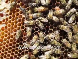 varroa, varroa mücadelsi