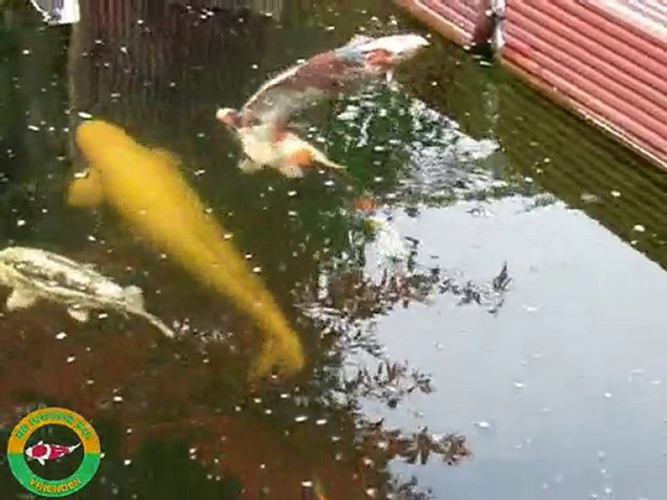 Piet Koi Vijver