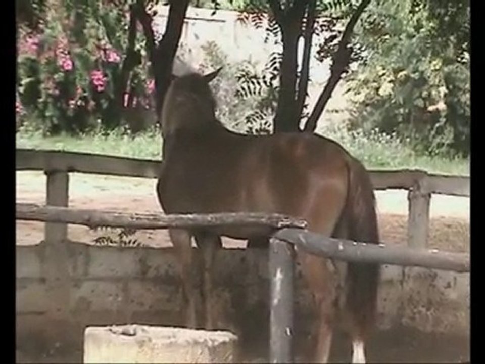 Débourrage et souvenirs d'été 2010