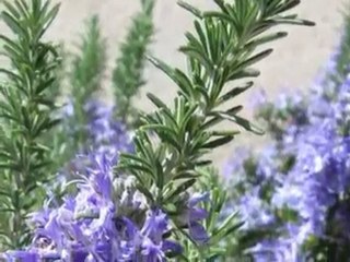 Le chemin du romarin Anne Vanderlove