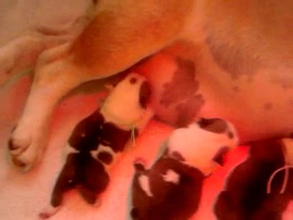 Bull et ses petits