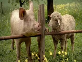 vidÃ©o la campagne et les animaux