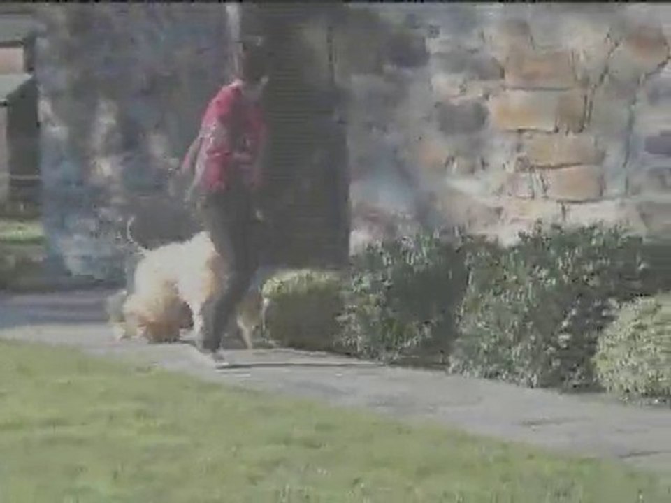 Adshanta final grande