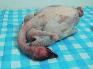 EXPRESSIONS CARNIVORES