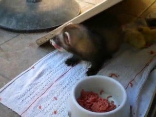 furet non partageur (toutouille et thya)