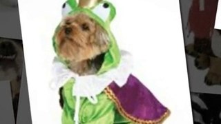 Buy Dog Costumes Early for Halloween!