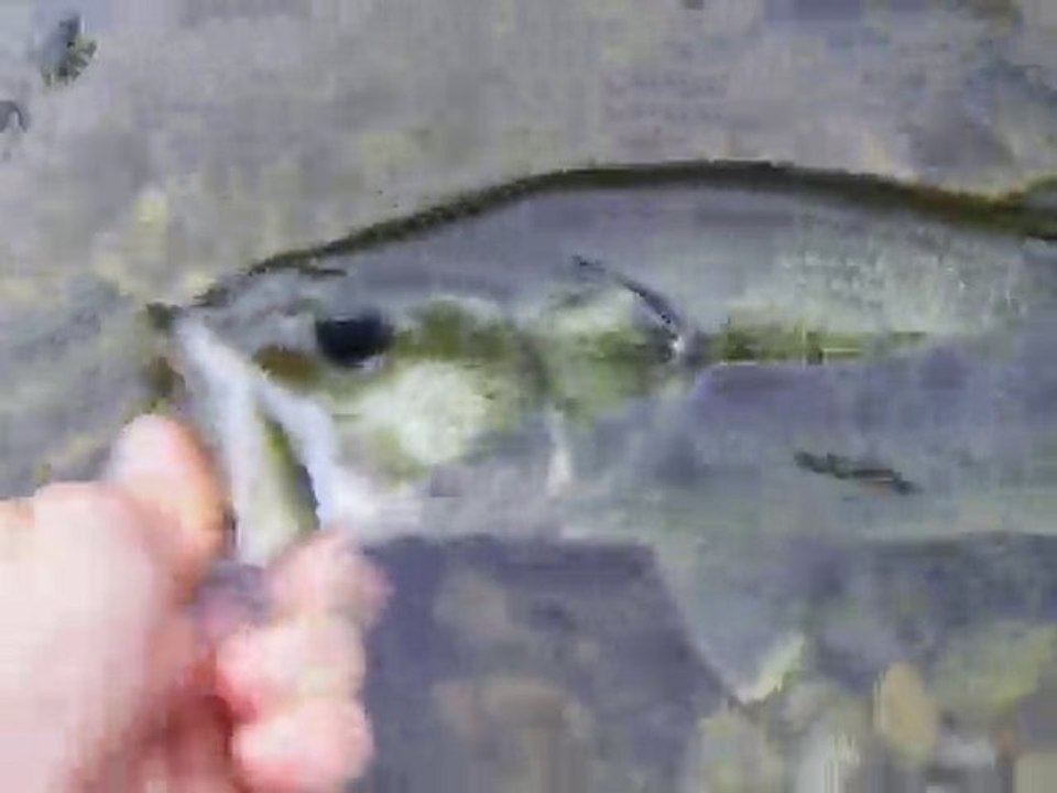 3.bass 40cm