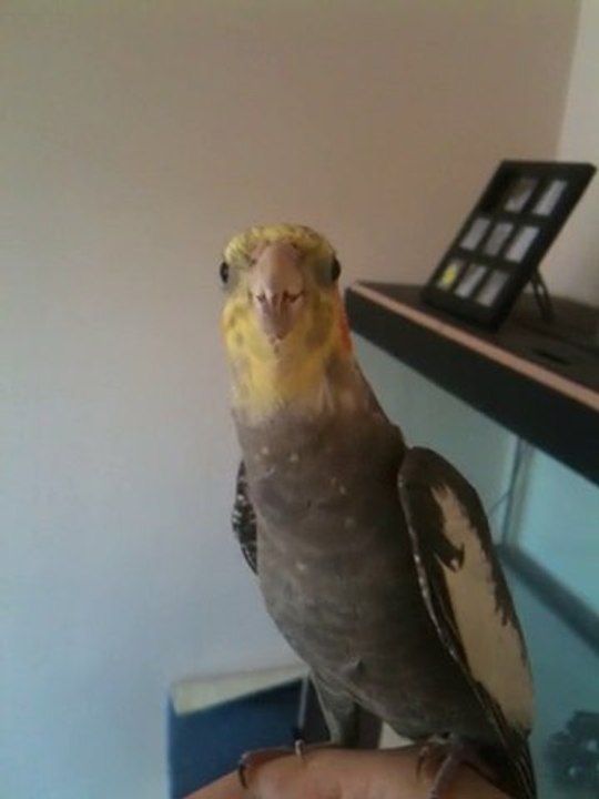 Hope et les débuts de son masque jaune