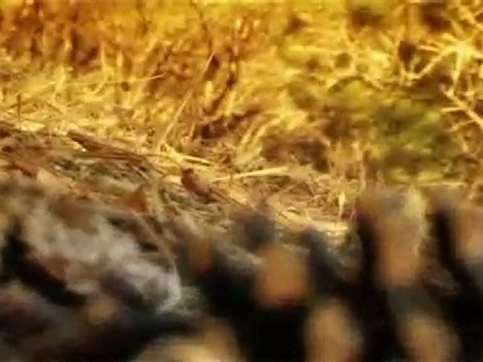 Zardanadam Şey