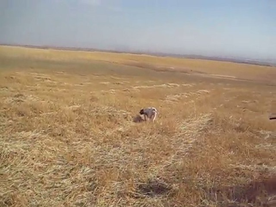 ingiliz pointer naz bıldırcın....