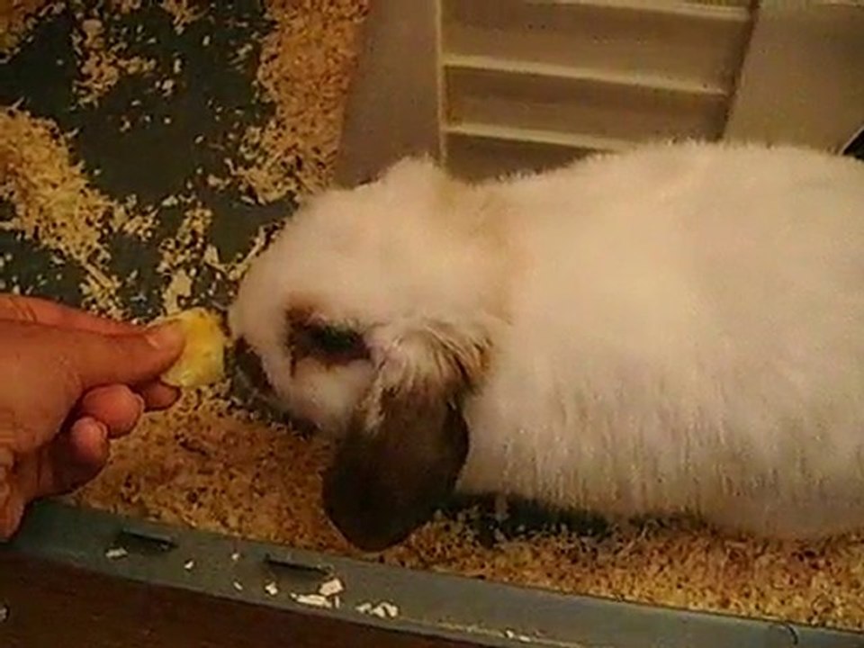 Caramel mangeant une pomme