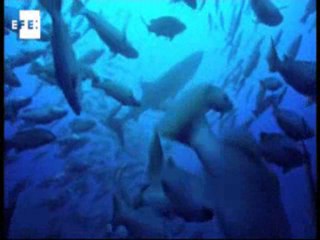 Nuevo documental de National Geographic 08 Oct 2010