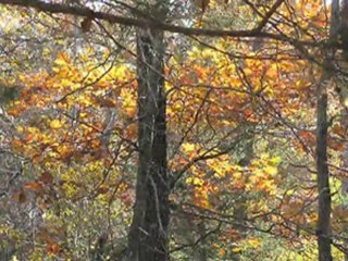 Books for Tweens- Belle in the Slouch Hat