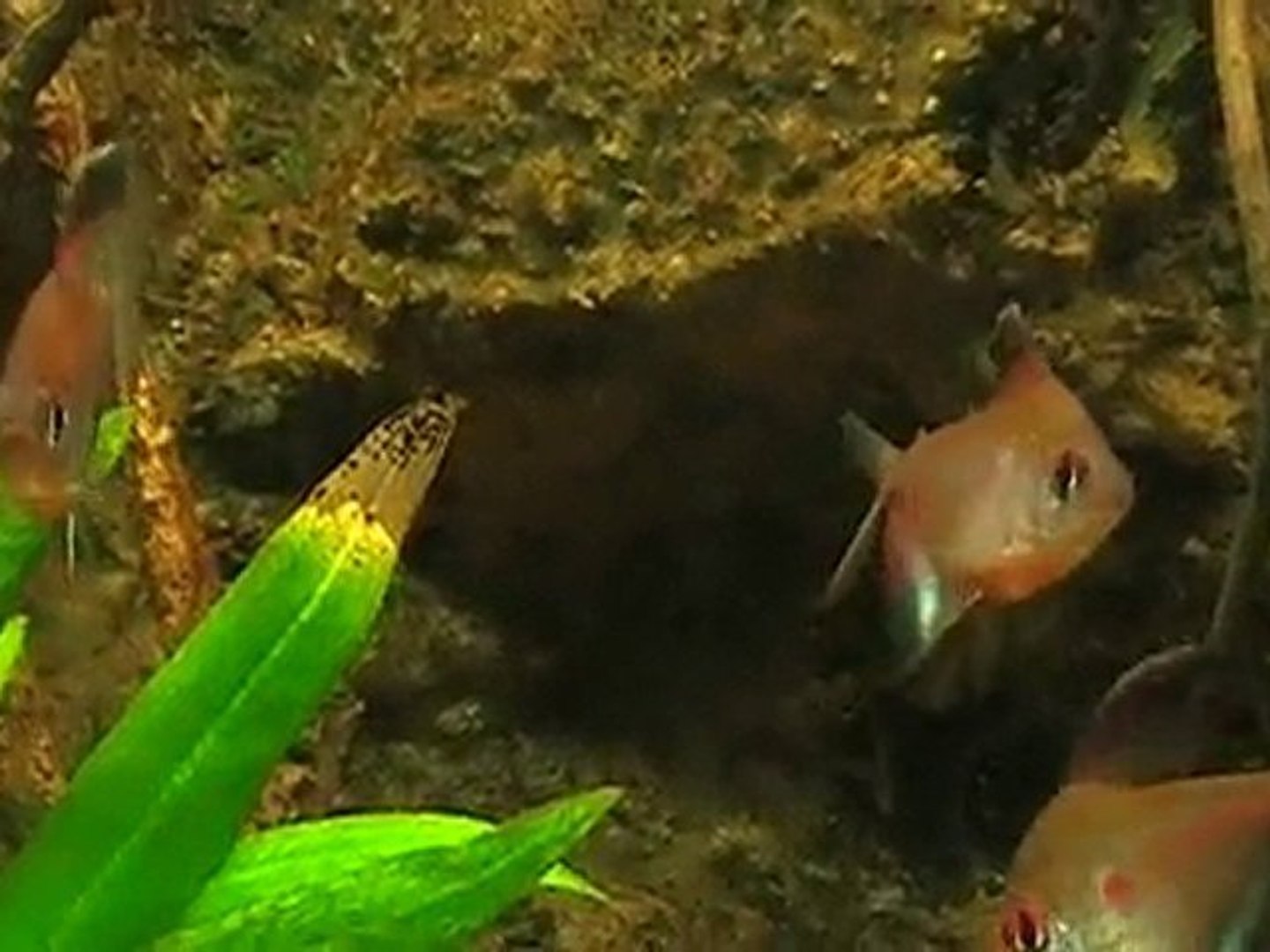 parade intimidation cs2