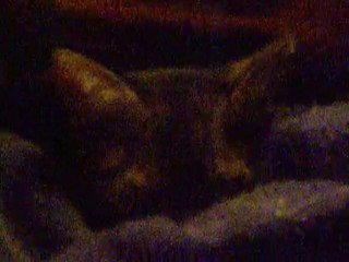 11 octobre 2010 nikon 066   the titite