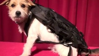Jack Russell TV | Promotional Bags & Promo Bags