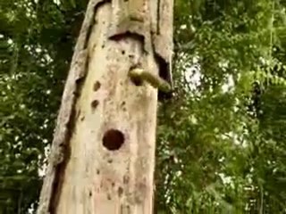 Increible pelea de Ave con una serpiente