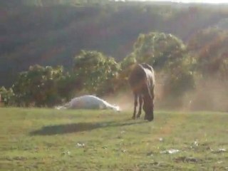 White Horse frolicking