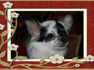 Chihuahua...Troy P'tit bouchon.......9 mois